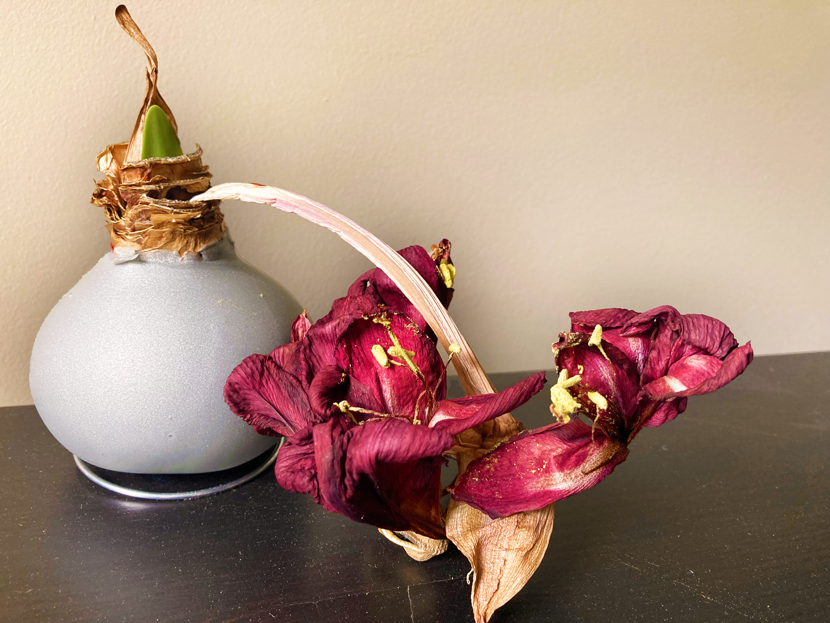 the amaryllis
