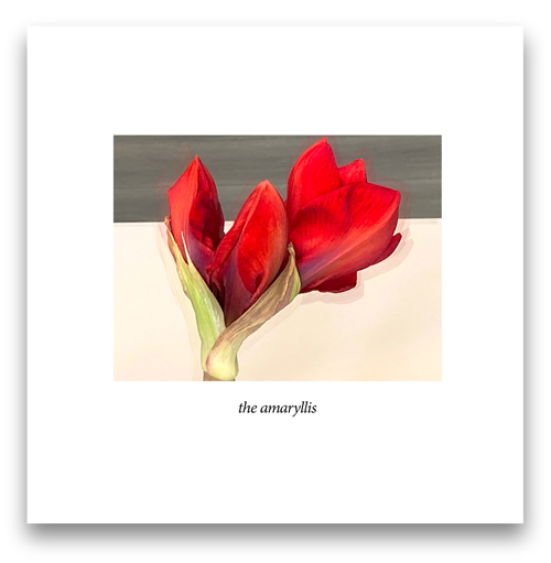 the amaryllis