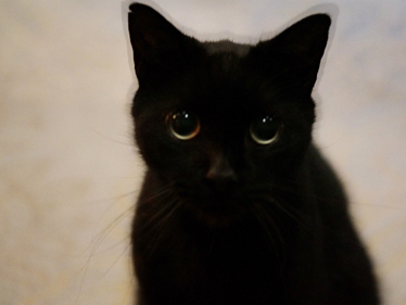 pepper